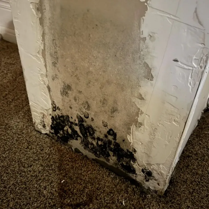 Professional Mold Removal in Sparta, MI